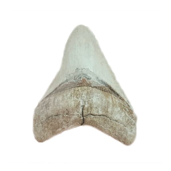 Fosil Diente de Megalodón Auntentico // 3.75″ de alto