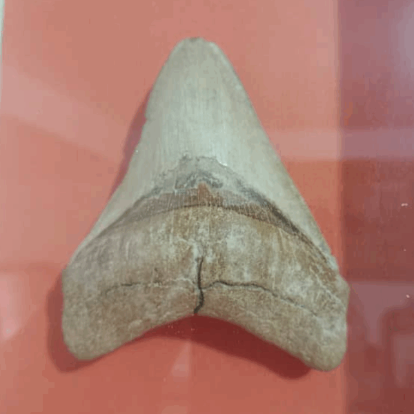 Fosil Diente de Megalodón Auntentico // 3.75″ de alto - Imagen 2