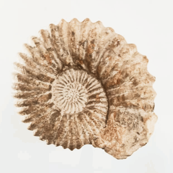 Fosil Amonites Era Mesozoica Grande