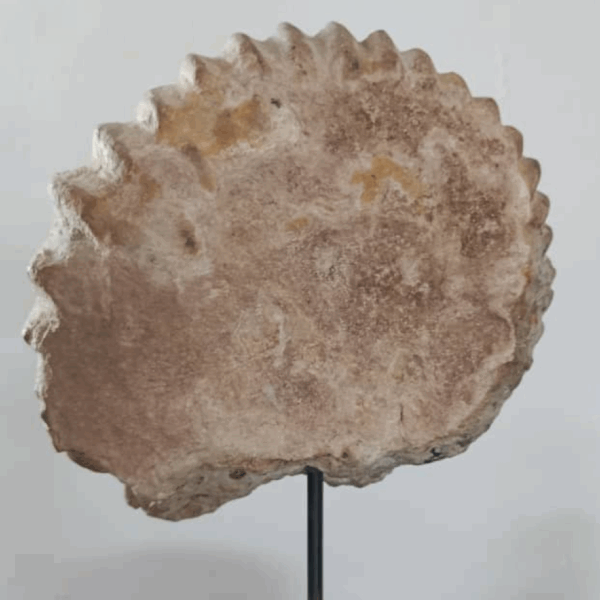 Fosil Amonites Era Mesozoica Grande - Imagen 4