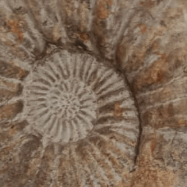 Fosil Amonites Era Mesozoica Grande - Imagen 6