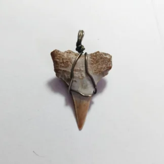 Dije Fósil Diente Tiburón Longitud 10cm