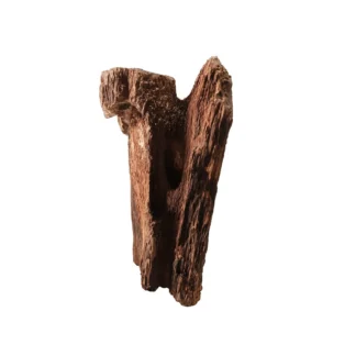 Fósil de Madera de Árbol 17cm